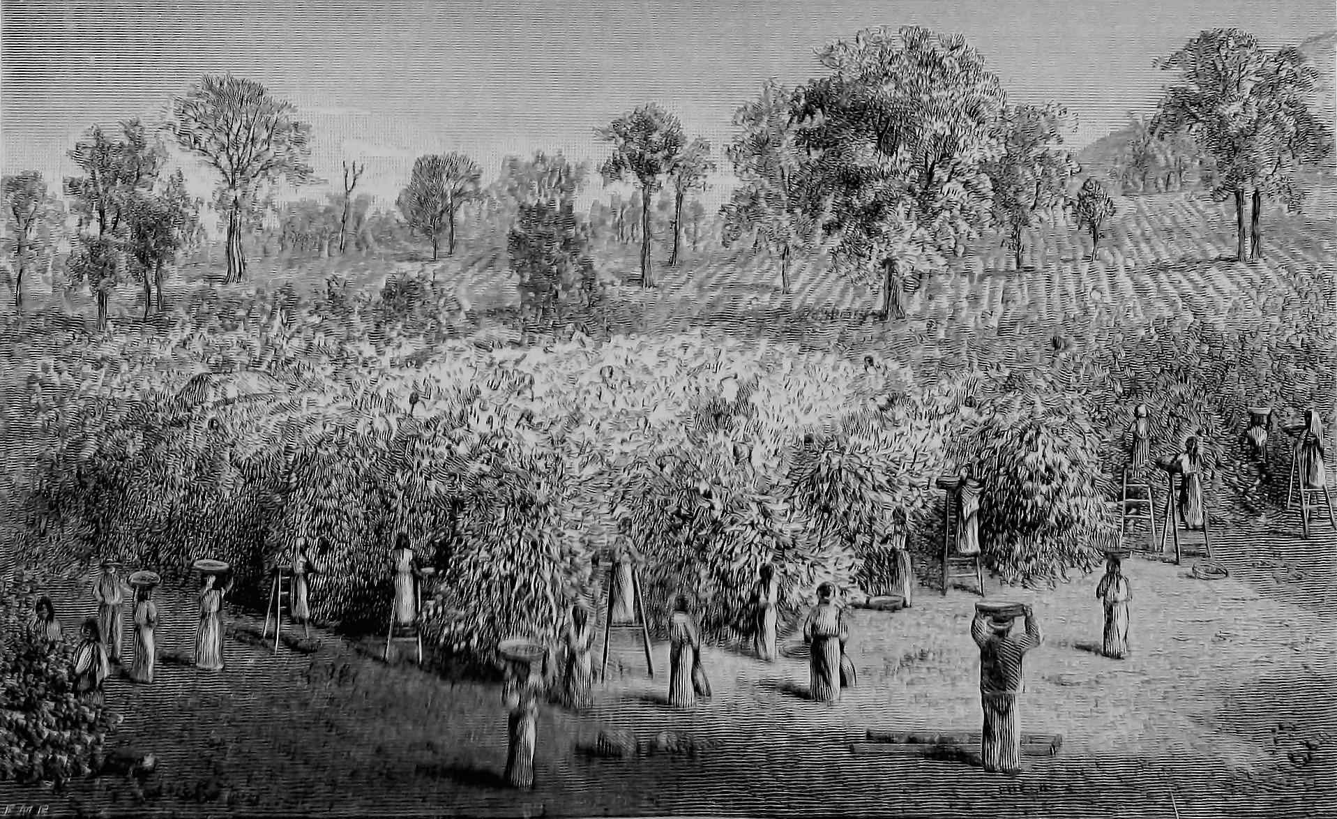 Historic coffee plantations in the Cauca region